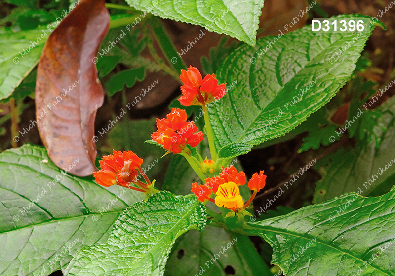 Copper Leaf (Chrysothemis pulchella)